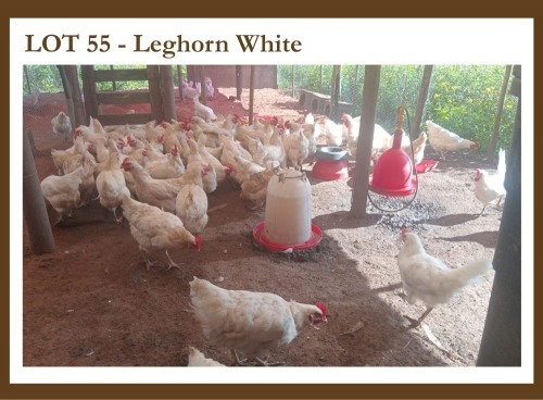 10 X Leghorn White F L. Venter (Pay per item to take the lot)