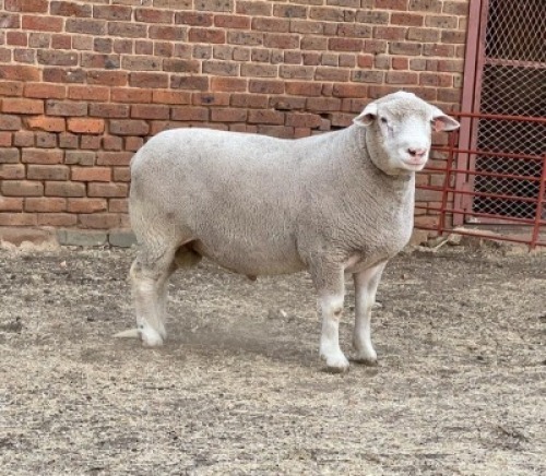1X RAM BS190625 HAGELAND ILE DE FRANCE PTY LTD