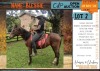 1 X BOERPERD CROSS BLESSIE MARE KERNEELS