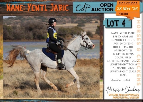 1 X ARABIAN YENTL JARIC GELDING DE KOK BOERDERY