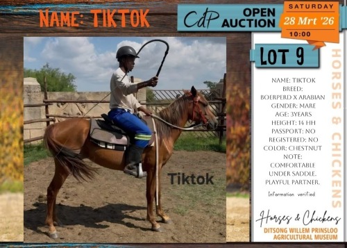 1 X BOERPERD X ARABIAN TIKTOK MARE ANDAMAR SPORT HORSES