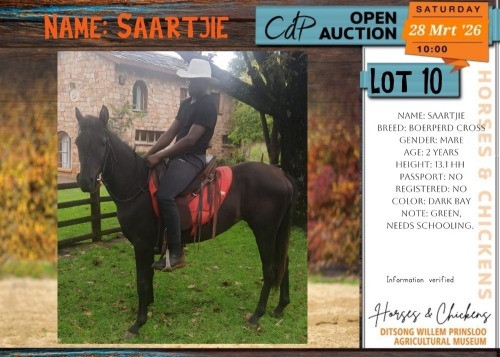 1 X BOERPERD CROSS SAARTJIE MARE KERNEELS