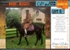 1 X BOERPERD CROSS NUGED COLT KERNEELS