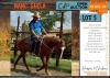 1 X QUARTER HORSE X ARABIAN SHELA MARE ANDAMAR SPORT HORSES