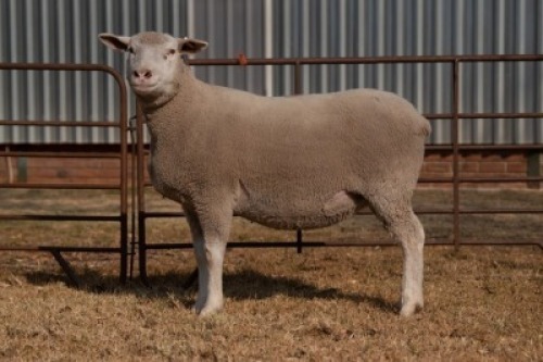 1X EWE BS190022 HAGELAND ILE DE FRANCE PTY LTD