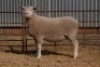 1X EWE BS190022 HAGELAND ILE DE FRANCE PTY LTD