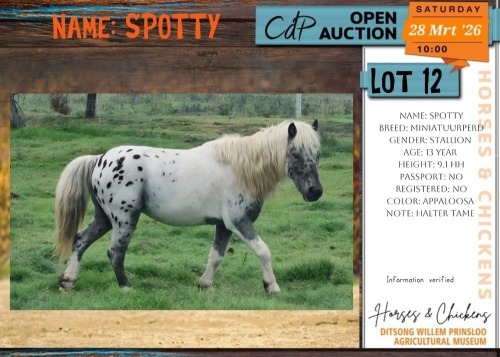 1 X MINIATUURPERD SPOTTY STALLION LIVESTOCK 88 84 PTY LTD.