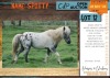 1 X MINIATUURPERD SPOTTY STALLION LIVESTOCK 88 84 PTY LTD.