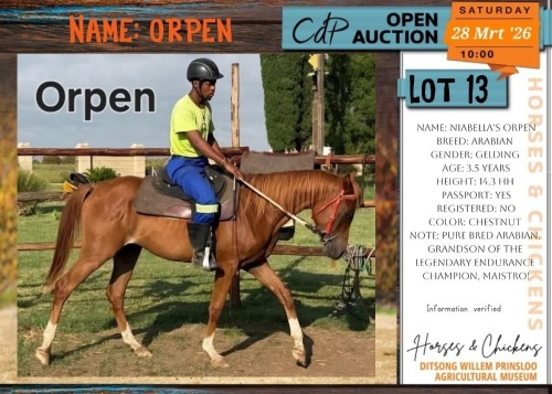 1 X ARABIAN NIABELLA'S ORPEN GELDING ANDAMAR SPORT HORSES