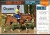 1 X ARABIAN NIABELLA'S ORPEN GELDING ANDAMAR SPORT HORSES