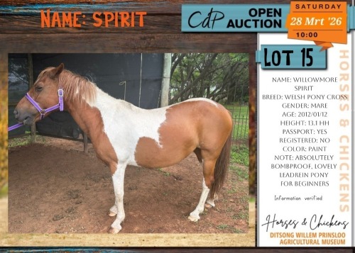 1 X WELSH PONY CROSS WILLOWMORE SPIRIT MARE M NIEMAN