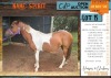 1 X WELSH PONY CROSS WILLOWMORE SPIRIT MARE M NIEMAN