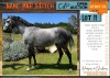 1 X BOERPERD MAAK 'N PLAN STITCH GELDING LEANDRIE DU TOIT