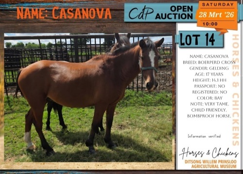 1 X BOERPERD CROSS CASANOVA GELDING TJ ROUX