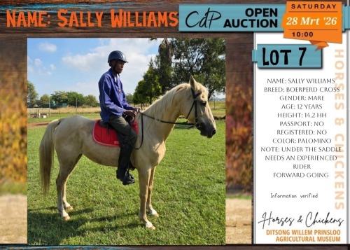 1 X BOERPERD CROSS SALLY WILLIAMS MARE CDP AUCTIONEERS