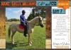 1 X BOERPERD CROSS SALLY WILLIAMS MARE CDP AUCTIONEERS