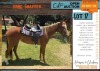 1 X QUARTER HORSE X ARABIAN SNAPPER MARE ANDAMAR SPORT HORSES