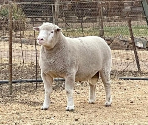 1X RAM BS190540 HAGELAND ILE DE FRANCE PTY LTD