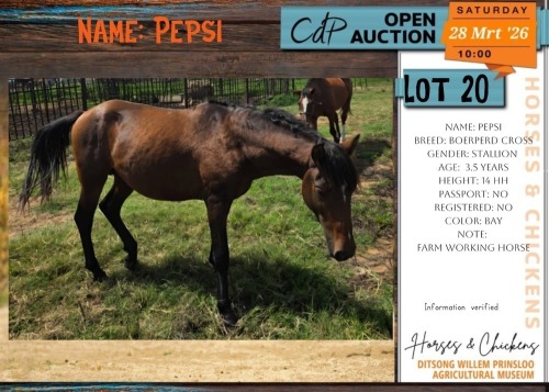1 X BOERPERD CROSS PEPSI STALLION TJ ROUX