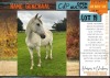 1 X BOERPERD GENERAAL GELDING M NIEMAN