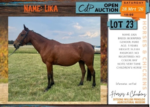 1 X BOERPERD LIKA MARE GUSTAV COMBRINK