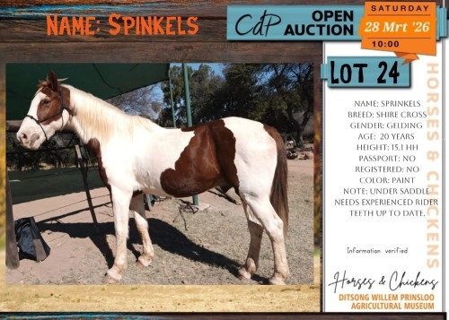 1 X SHIRE CROSS SPRINKLES GELDING TJB VAN DEVENTER