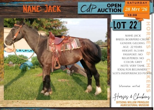 1 X BOERPERD CROSS JACK GELDING VILJOEN LIVESTOCK TRADING
