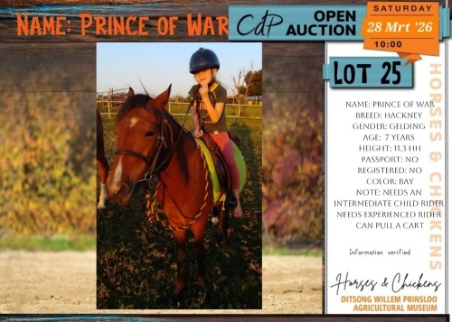 1 X HACKNEY PRINCE OF WAR GELDING GABI VENTER