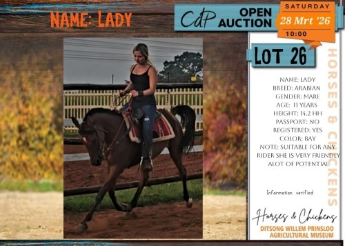 1 X ARABIAN LADY MARE GABRIELLA CASILLO