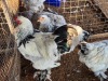 3 X COLOMBIAN BRAHMA ROOSTER & HEN ADEO CLOETE (Per animal to take the lot)