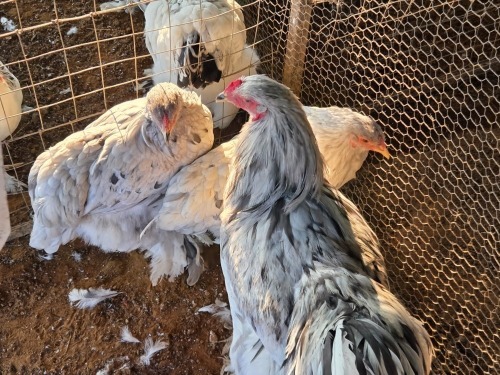 3 X BLUE SPLASH BRAHMA ROOSTER & HEN ADEO CLOETE (Per animal to take the lot)