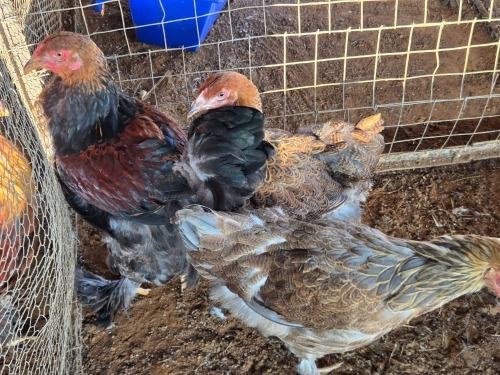 3 X PARTRIDGE BRAHMA ROOSTER & HEN ADEO CLOETE (Per animal to take the lot)
