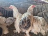 5 X SPLASH COLOMBIAN BRAHMA MIXED GENDER ADEO CLOETE (Per animal to take the lot)