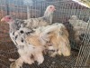 4 X SPLASH COLOMBIAN BRAHMA HEN ADEO CLOETE (Per animal to take the lot)