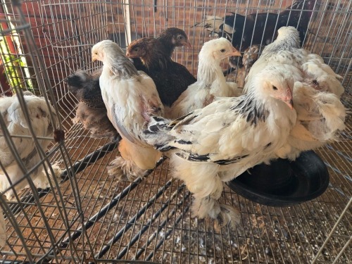 10 X BRAHMA MIXED GENDER ADEO CLOETE (Per animal to take the lot)
