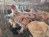 5 X SPLASH COLOMBIAN BRAHMA MIXED GENDER ADEO CLOETE (Per animal to take the lot)