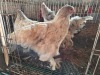 4 X SPLASH COLOMBIAN BRAHMA HEN ADEO CLOETE (Per animal to take the lot)