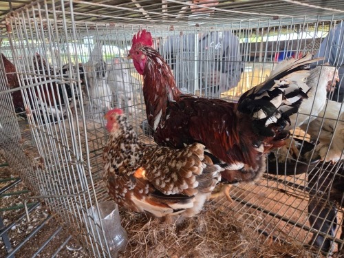 2 X BOSVELDER ROOSTER & HEN TIEGERPOORT (Per animal to take the lot)