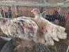 5 X SPLASH COLOMBIAN BRAHMA HEN ADEO CLOETE (Per animal to take the lot)