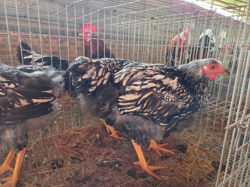 4 X SILVER LACED WHINE DOTS ROOSTER & HEN LIVESTOCK (Per animal to take the lot)