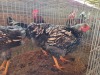 4 X SILVER LACED WHINE DOTS ROOSTER & HEN LIVESTOCK (Per animal to take the lot)
