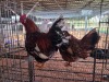 2 X BOSVELDER ROOSTER & HEN TIEGERPOORT (Per animal to take the lot)