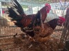2 X BOSVELDER ROOSTER & HEN TIEGERPOORT (Per animal to take the lot)
