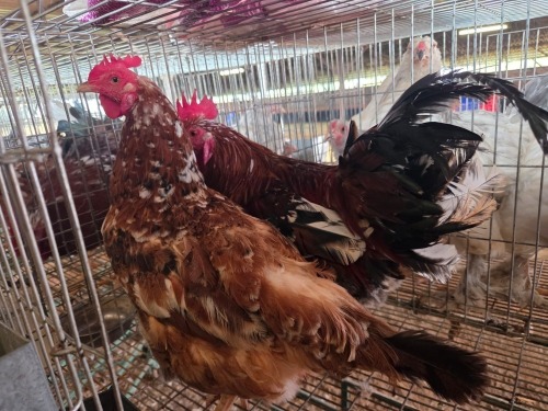 2 X BOSVELDER ROOSTER & HEN TIEGERPOORT (Per animal to take the lot)