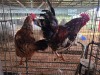 2 X BOSVELDER ROOSTER & HEN TIEGERPOORT (Per animal to take the lot)