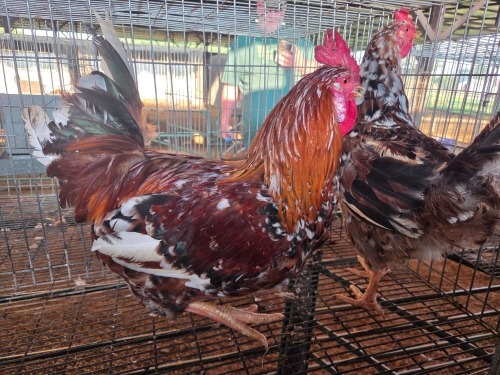 2 X BOSVELDER ROOSTER & HEN TIEGERPOORT (Per animal to take the lot)
