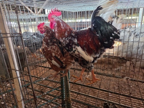2 X BOSVELDER ROOSTER & HEN TIEGERPOORT (Per animal to take the lot)