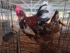 2 X BOSVELDER ROOSTER & HEN TIEGERPOORT (Per animal to take the lot)