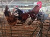 2 X BOSVELDER ROOSTER & HEN TIEGERPOORT (Per animal to take the lot)