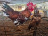 2 X BOSVELDER ROOSTER & HEN TIEGERPOORT (Per animal to take the lot)